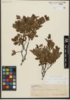 Foto von Salix waldsteiniana Willd.
